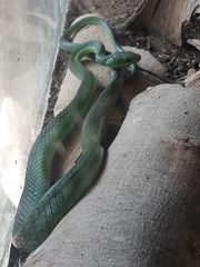 Philothamnus natalensis