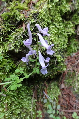 Corydalis decumbens