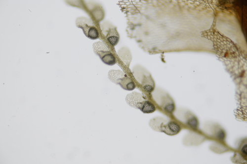 Microlejeunea diversiloba