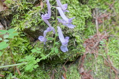 Corydalis decumbens
