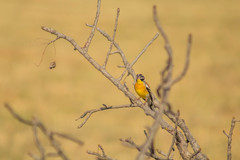 Emberiza flaviventris kalaharica