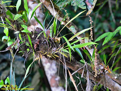 Dendrochilum