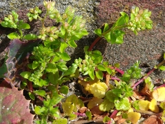 Polycarpon tetraphyllum