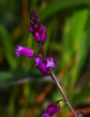Polygala vulgaris