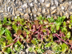 Polycarpon tetraphyllum