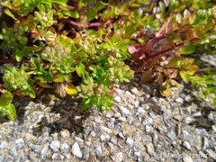 Polycarpon tetraphyllum