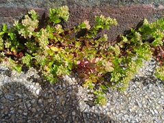 Polycarpon tetraphyllum