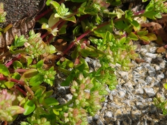 Polycarpon tetraphyllum