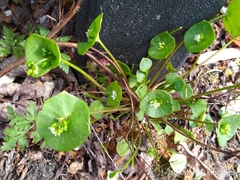 Claytonia perfoliata