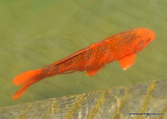 Cyprinus rubrofuscus