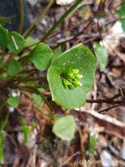 Claytonia perfoliata
