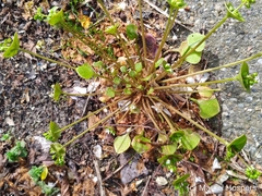 Claytonia perfoliata