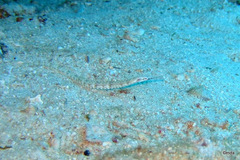 Corythoichthys schultzi