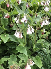 Symphytum × hidcotense