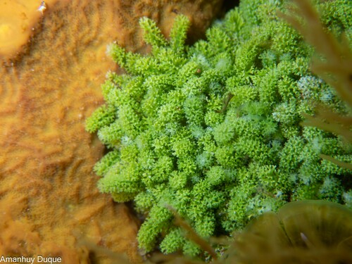 Caulerpa webbiana