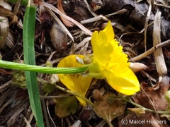 Ranunculus sardous