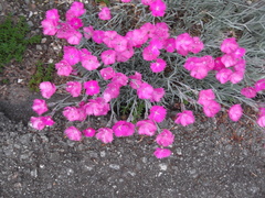 Dianthus gratianopolitanus