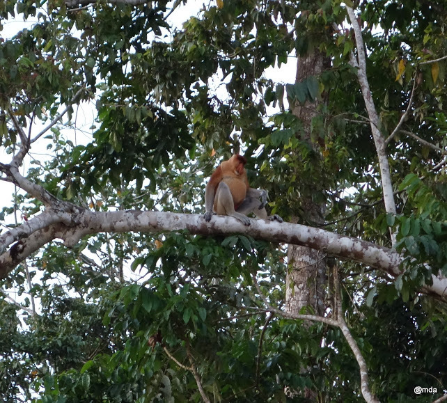 Si l'image tarde � s'afficher, cliquez sur le lien