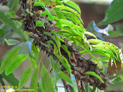 Lecanopteris sinuosa