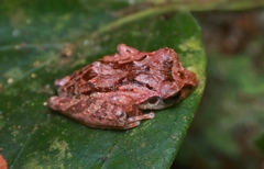 Haycock Bubble-Nest Frog photo 3