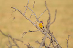 Emberiza flaviventris kalaharica