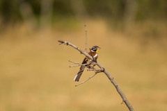 Emberiza flaviventris kalaharica
