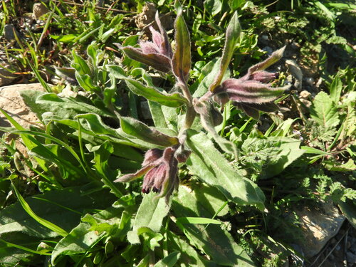 Image of Nonea vesicaria by (c) Abdenour Kheloufi, some rights reserved (CC BY)