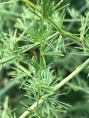 Asparagus cooperi