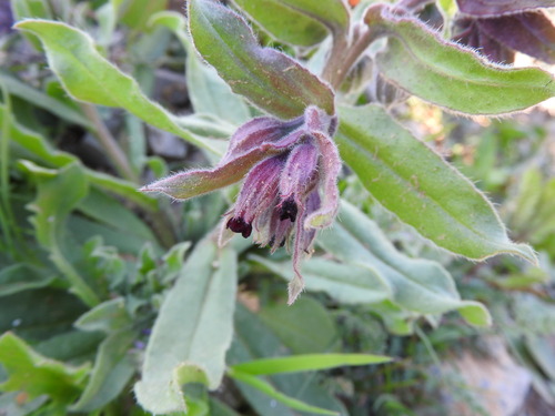 Image of Nonea vesicaria by (c) Abdenour Kheloufi, some rights reserved (CC BY)