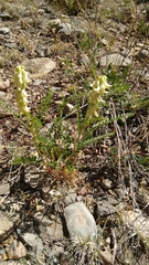 Astragalus praelongus