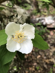 Philadelphus hirsutus