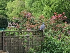 Columba palumbus