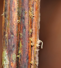 Hispidula dicksoniae