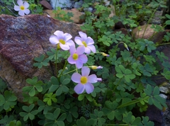 Oxalis caprina