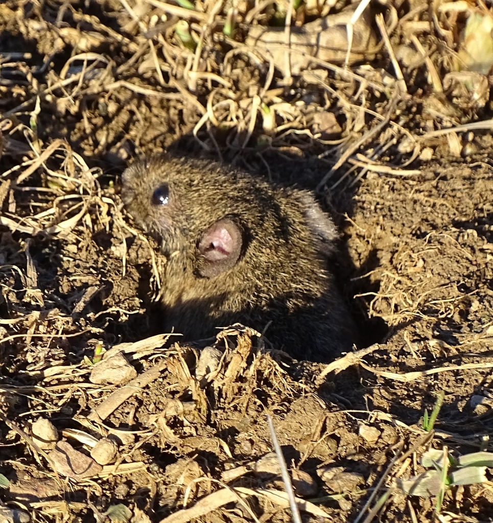 Voles, Lemmings, and Muskrats from Gemeinde Thannhausen, 8160 ...