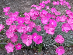 Dianthus gratianopolitanus