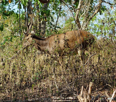 Rusa timorensis