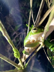 Zhangixalus prasinatus