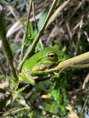 Zhangixalus prasinatus