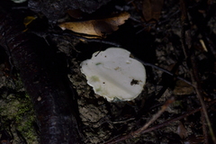 Rossbeevera pachydermis