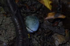 Rossbeevera pachydermis