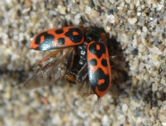 Chrysomela mainensis