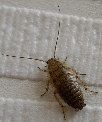 Tawny Cockroach