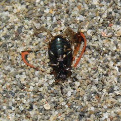 Chrysomela mainensis