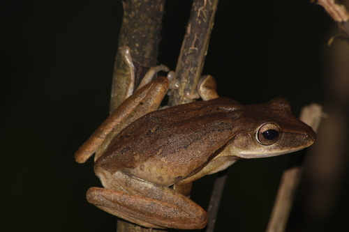 Polypedates leucomystax
