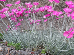Dianthus gratianopolitanus