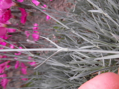 Dianthus gratianopolitanus