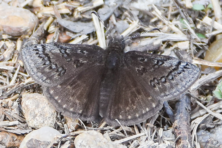 Sleepy Duskywing from Lake Bixhoma, Leonard, OK, USA on March 12, 2024 ...