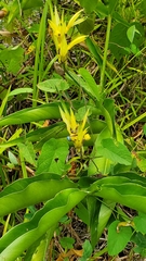 Heliconia hirsuta image