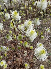 Fothergilla gardenii